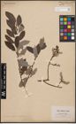 Foto von Salix cinerea L. x Salix nigricans Sm. x Salix phylicifolia L.